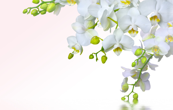 Ветка белой орхидеи на белом фоне, шаблон для открытки