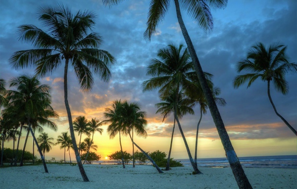 Palm trees on white sand at sunset near the ocean