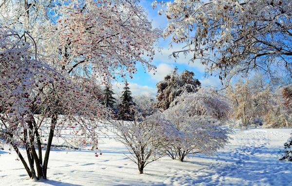 Покрытые белым инеем красивые деревья в лесу зимой
