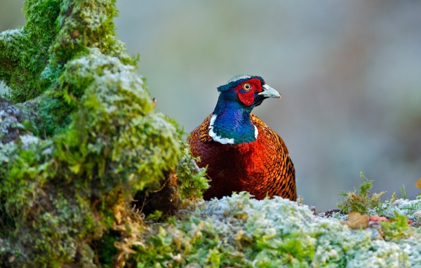 A beautiful multicolored pheasant sits on the grass covered with moss