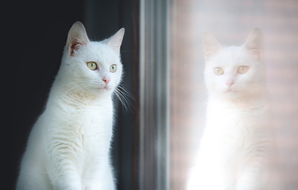 Красивый белый кот отражается в окне 