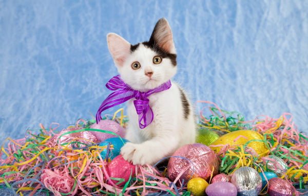 Маленький забавный котенок с бантом сидит на шоколадных пасхальных яйцах