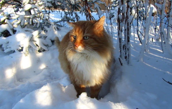 Рыжий кот стоит на холодном белом снегу