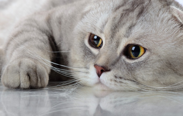 Красивый породистый кот с грустными глазами