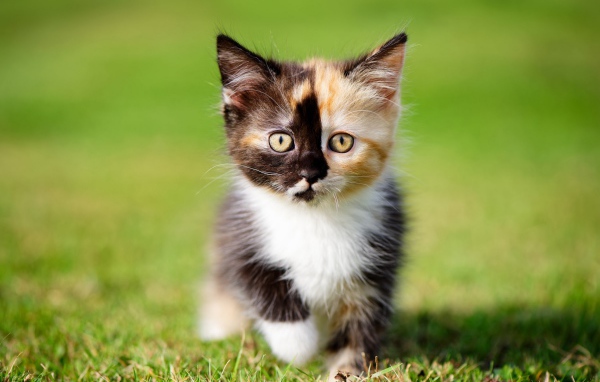 Little funny three-colored kitten on green grass