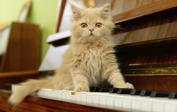 Рыжий персидский котенок сидит на пианино