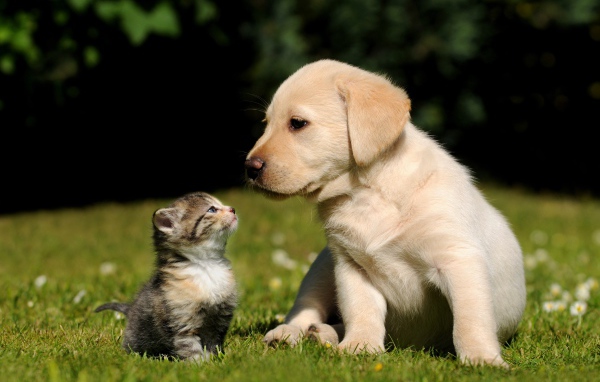 Маленький щенок золотистого ретривера и серый котенок на зеленой траве