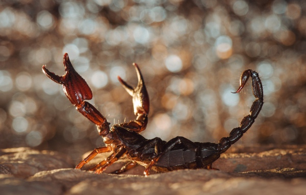 Грозный скорпион сидит на песке 