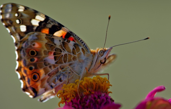 Butterfly sits on a pink flower, macro photography