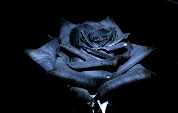 Красивая черная роза