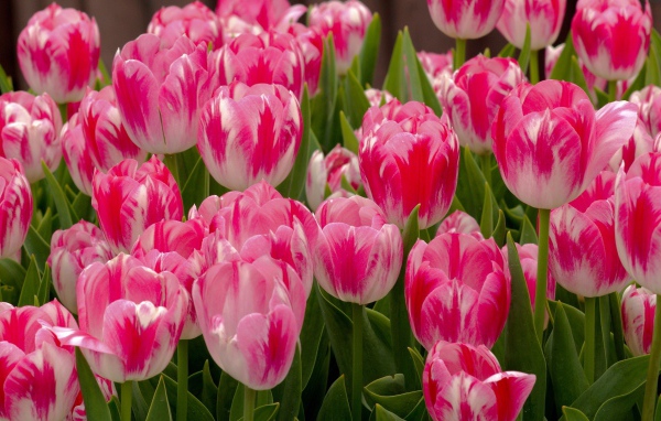 Красивые нежные розовые весенние цветы тюльпаны