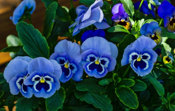 Голубые красивые цветы анютины глазки