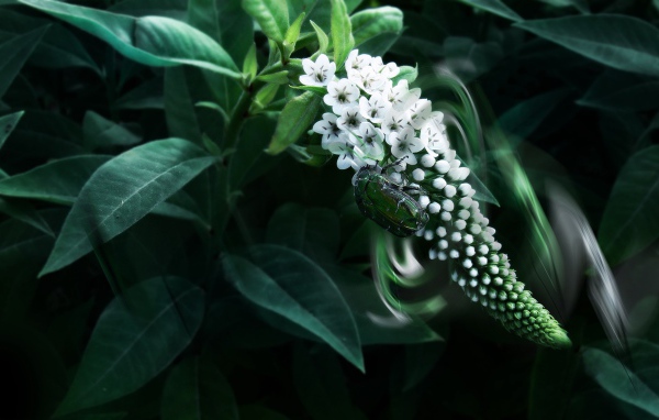 Экзотический белый цветок Буддлея Давида