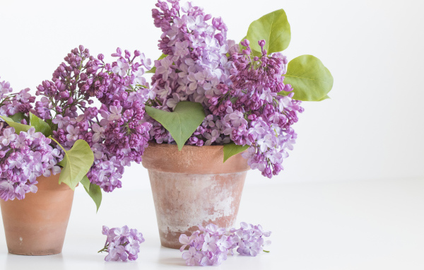 Lilac flowers in pots on a white background