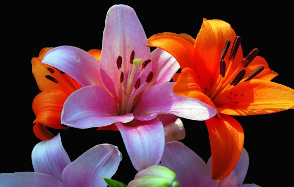 Orange and pink lilies close-up on a black background