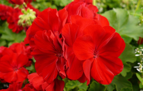 Красные красивые цветы герани крупным планом