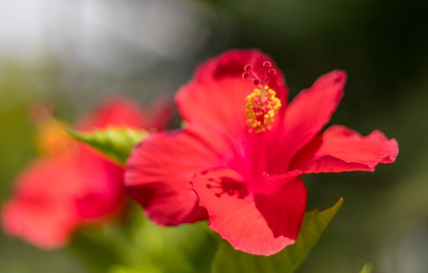 Красный цветок гибискуса в лучах солнца крупным планом 