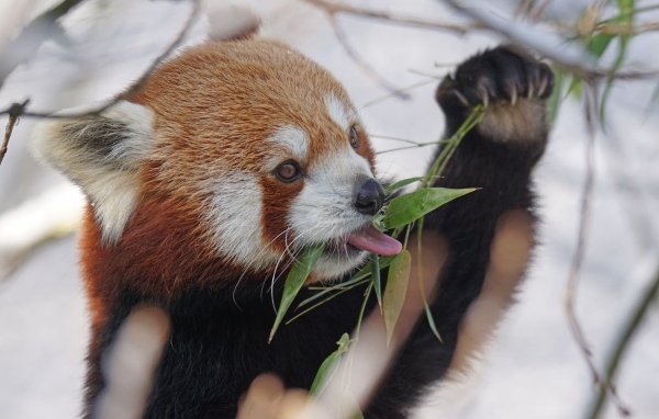 Красная панда ест ветки эвкалипта