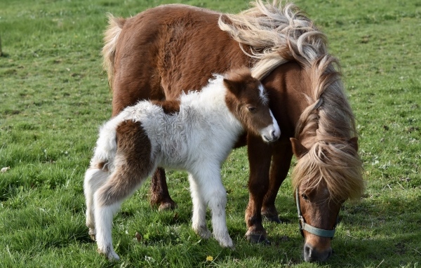 Шетлендские пони пасутся на зеленой траве