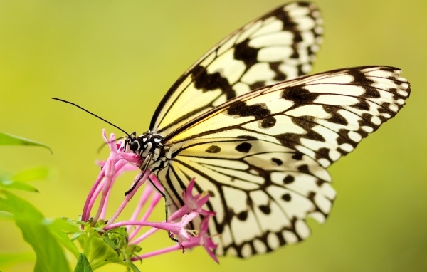 Красивая желтая бабочка на розовом цветке