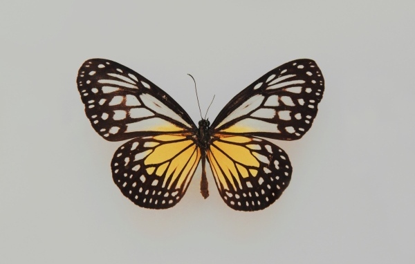 Засушенная бабочка на сером фоне