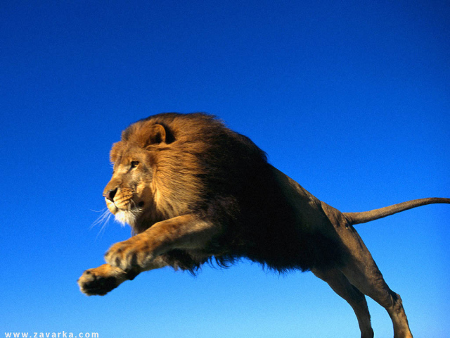 Лев в прыжке