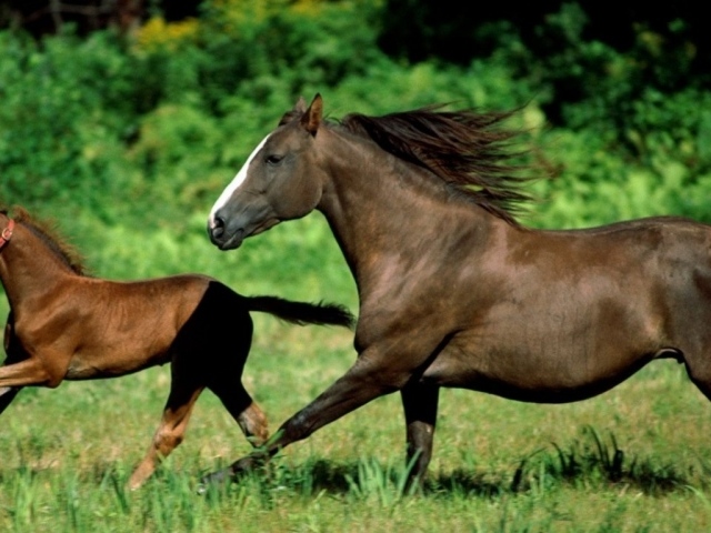 Лошадь и детеныш