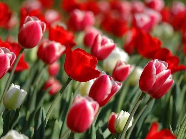 Весна тюльпанов, Цветы