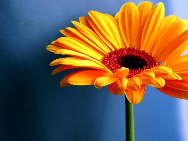 Желтый контрастный цветок, Цветы