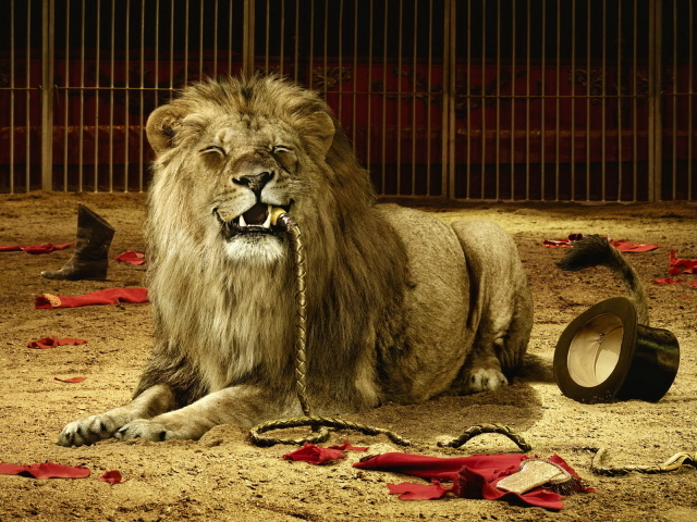 Lion in circus