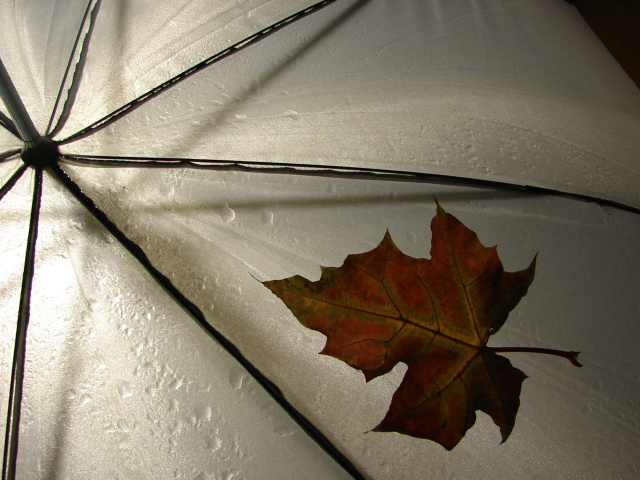 Кленовый лист на зонтике
