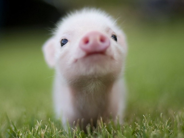 Little pig
