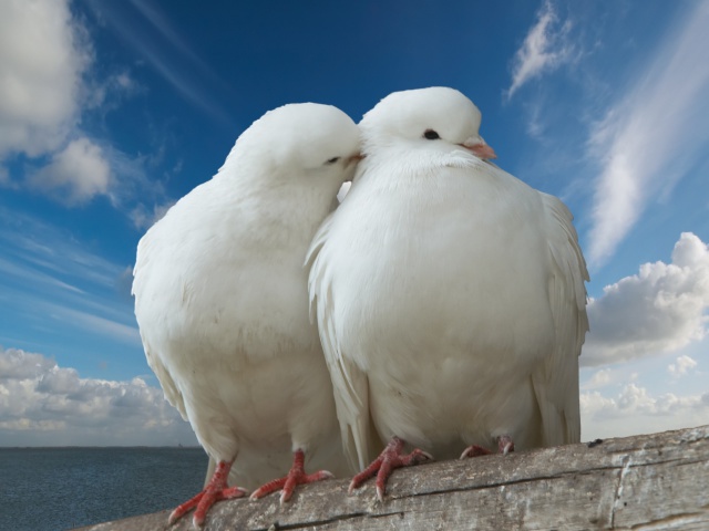 http://www.zastavki.com/pictures/640x480/2012/Animals_Birds_Dove_and_pigeon_033314_29.jpg