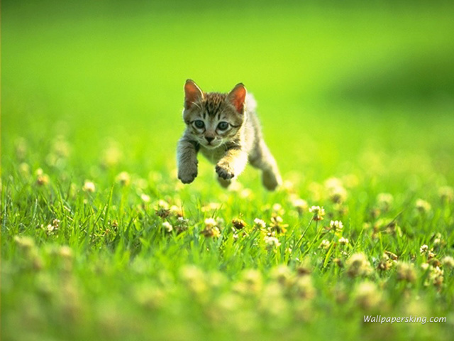 Animals_Cats_the_Kitten_on_a_grass_001759_29.jpg