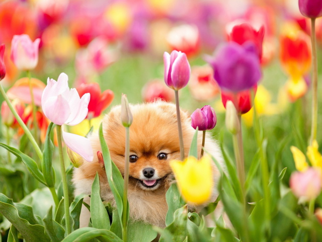Dog and tulips wallpapers and images - wallpapers, pictures, photos