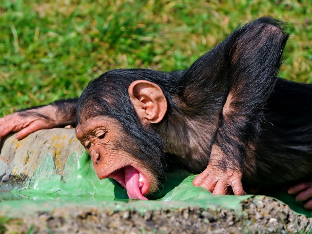 Drinking monkey wallpapers and images wallpapers