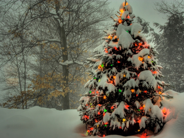 Christmas_wallpapers_Dressed_Christmas_tree_in_the_forest_035826_.jpg