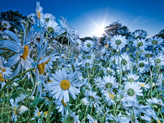 Nature_Flowers_A_cloud_of_daisies_034316_29.jpg