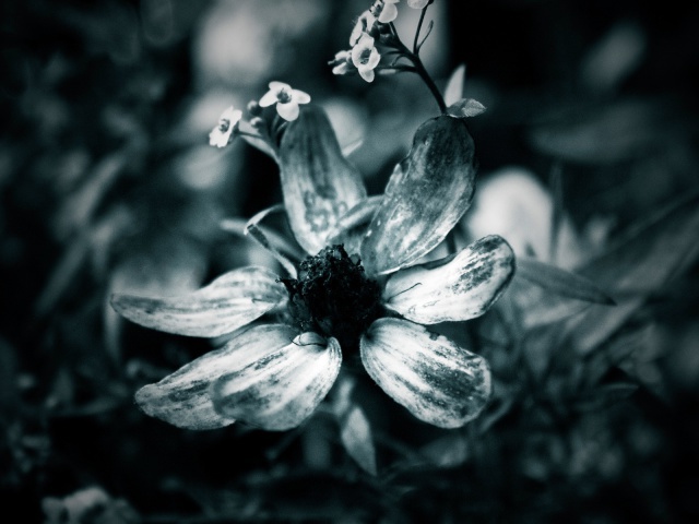 Black-and-white flower wallpapers and images - wallpapers, pictures, photos