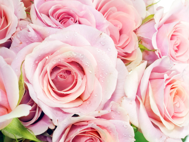 Bouquet of Roses wallpapers and images - wallpapers, pictures, photos