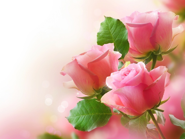 Pink Roses Flowers Wallpapers - JoBSPapa.com