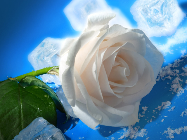 http://www.zastavki.com/pictures/640x480/2012/Nature_Flowers_Rose_and_Ice__Flowers_008327_29.jpg
