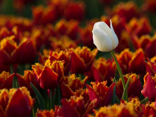 Nature_Flowers_White_tulip_029998_29.jpg