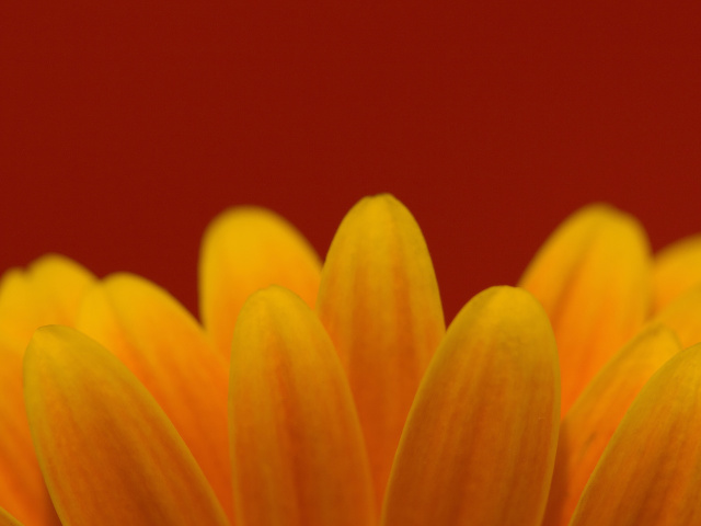 Flower petals wallpapers and images - wallpapers, pictures, photos