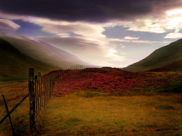 Scottish Heather wallpapers and images - wallpapers, pictures, photos