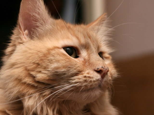 Рыжий взрослый кот мейн-кун