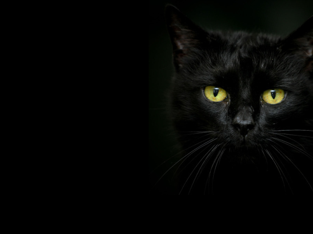  Beautiful black cat on a dark background