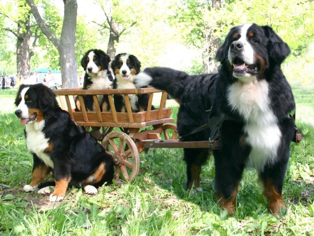 Bernese Mountain Dog and her offspring
