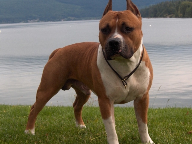 The Staffordshire Bull Terrier at the lake wallpapers and images