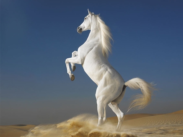 http://www.zastavki.com/pictures/640x480/2013/Animals___Horses_The_most_beautiful_horse_in_the_world_053776_29.jpg